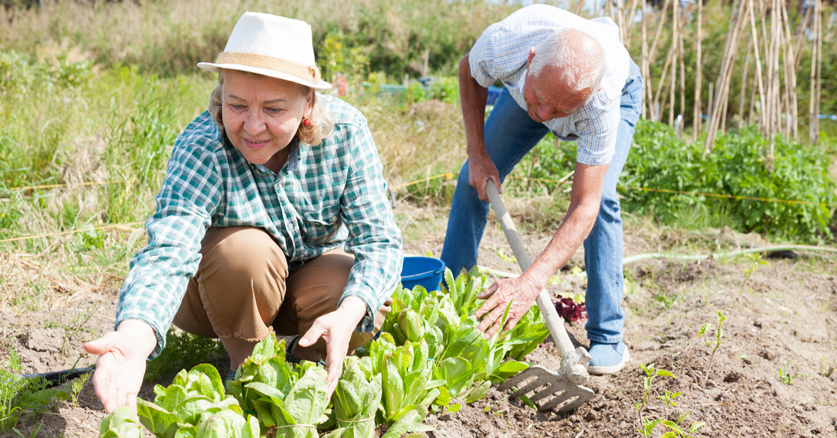 Gardening for Health. Picture of an elderly male and female working in their garden.
